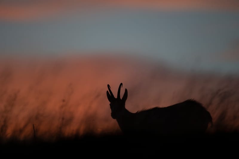 Chamois du Hohneck ou d'ailleurs