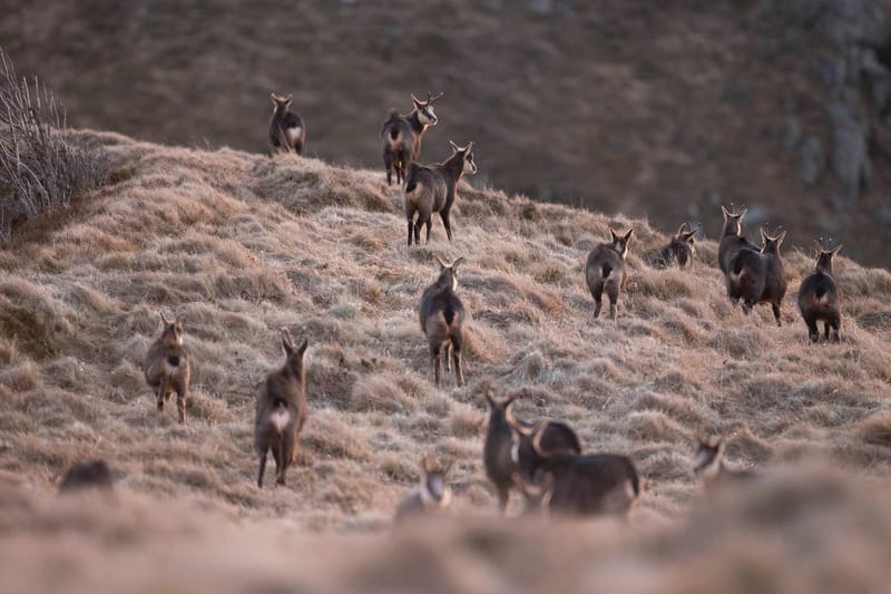 Chamois du Hohneck ou d'ailleurs