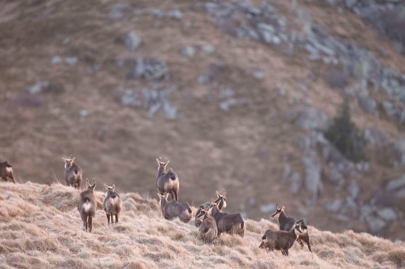 Chamois du Hohneck ou d'ailleurs