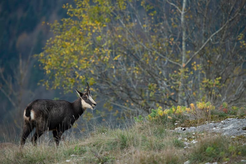 Chamois du Hohneck ou d'ailleurs