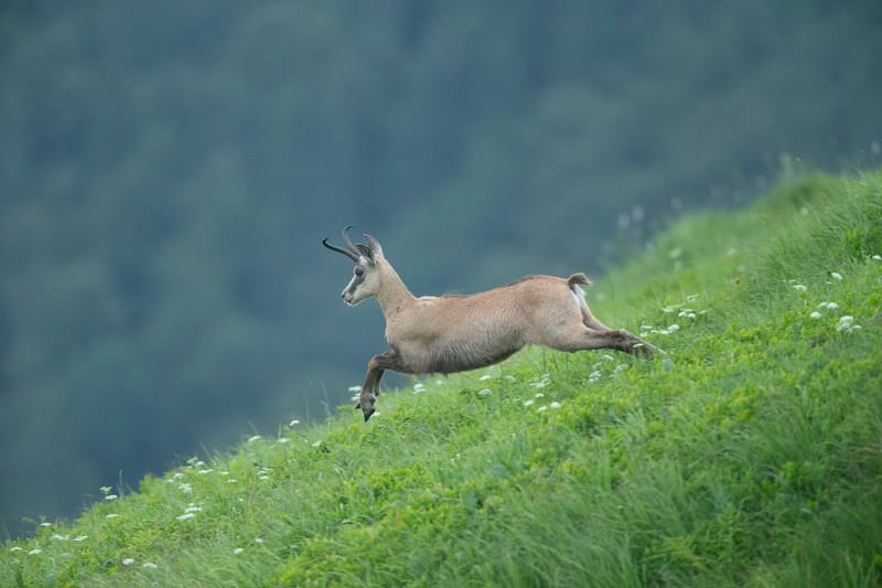 Chamois du Hohneck ou d'ailleurs