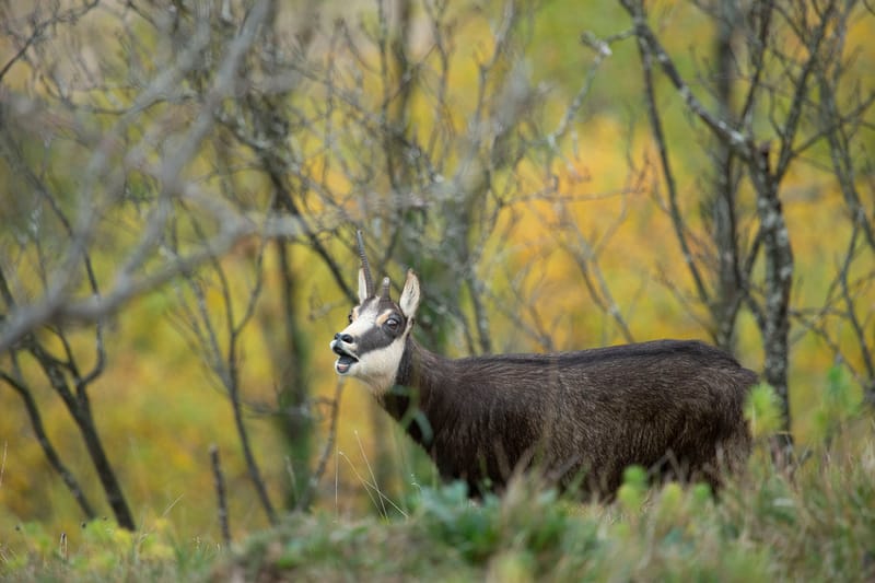 Chamois du Hohneck ou d'ailleurs