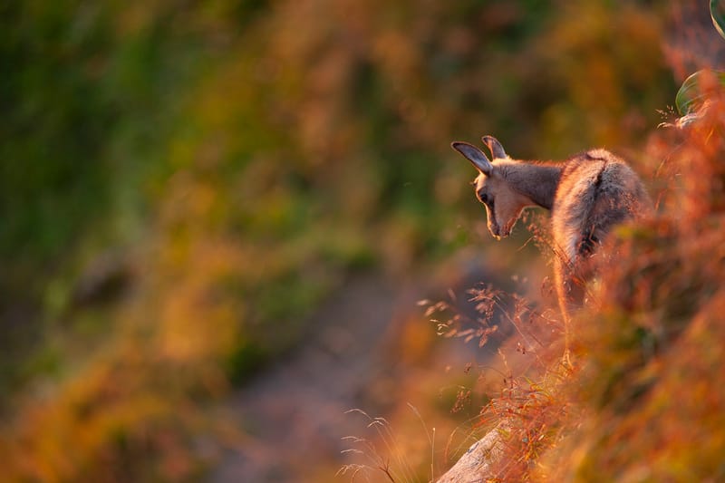 Chamois du Hohneck ou d'ailleurs