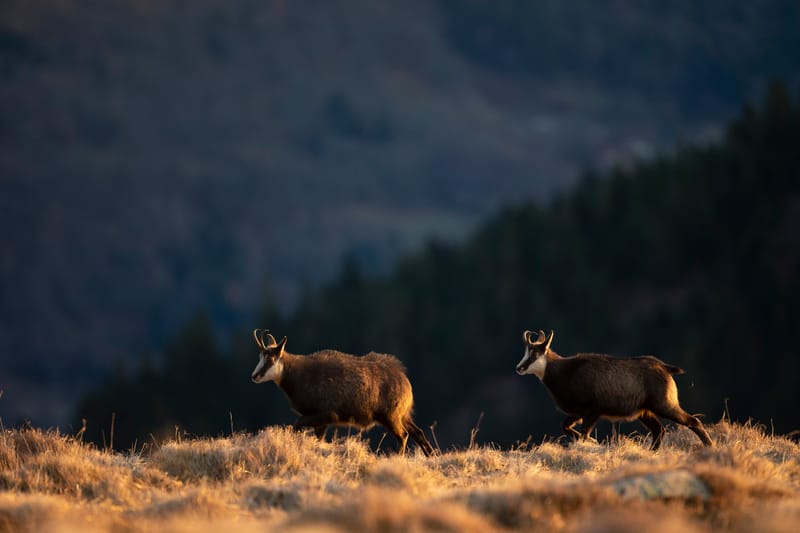 Chamois du Hohneck ou d'ailleurs