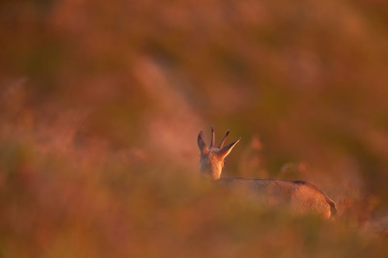 Chamois du Hohneck ou d'ailleurs