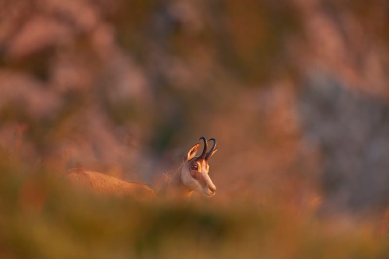 Chamois du Hohneck ou d'ailleurs