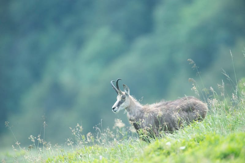 Chamois du Hohneck ou d'ailleurs
