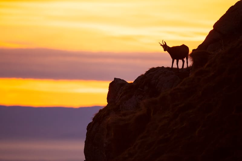 Chamois du Hohneck ou d'ailleurs