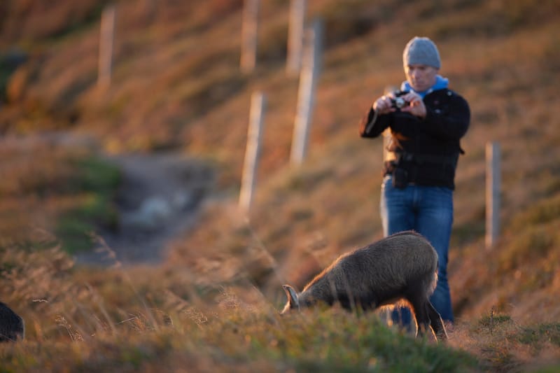 Chamois du Hohneck ou d'ailleurs