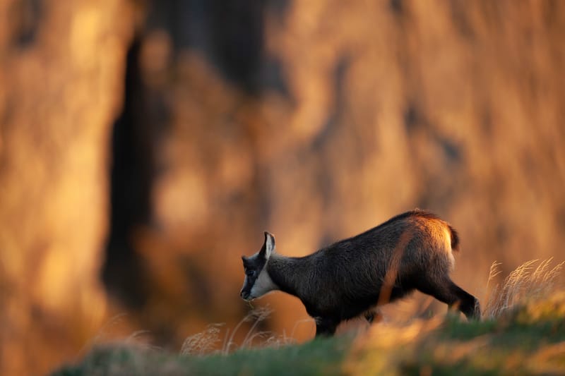Chamois du Hohneck ou d'ailleurs