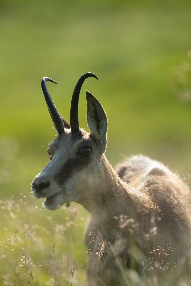 Chamois du Hohneck ou d'ailleurs