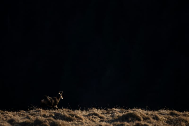 Chamois du Hohneck ou d'ailleurs