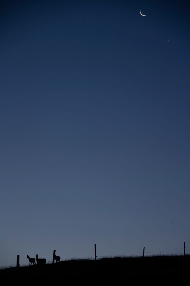 Chamois du Hohneck ou d'ailleurs