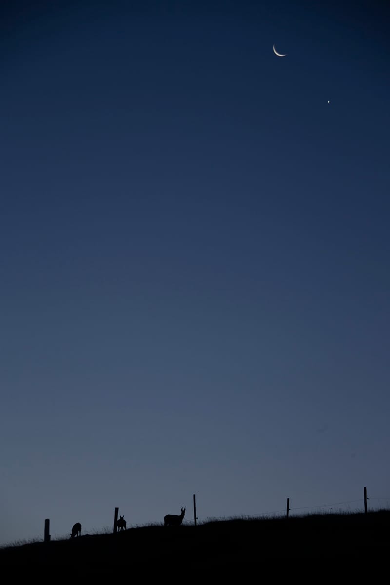 Chamois du Hohneck ou d'ailleurs