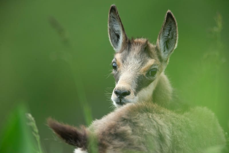 Chamois du Hohneck ou d'ailleurs