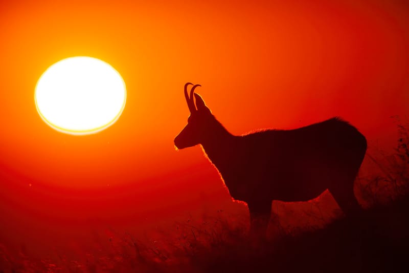 Chamois du Hohneck ou d'ailleurs