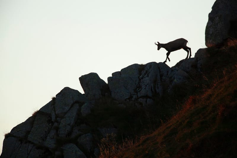 Chamois du Hohneck ou d'ailleurs