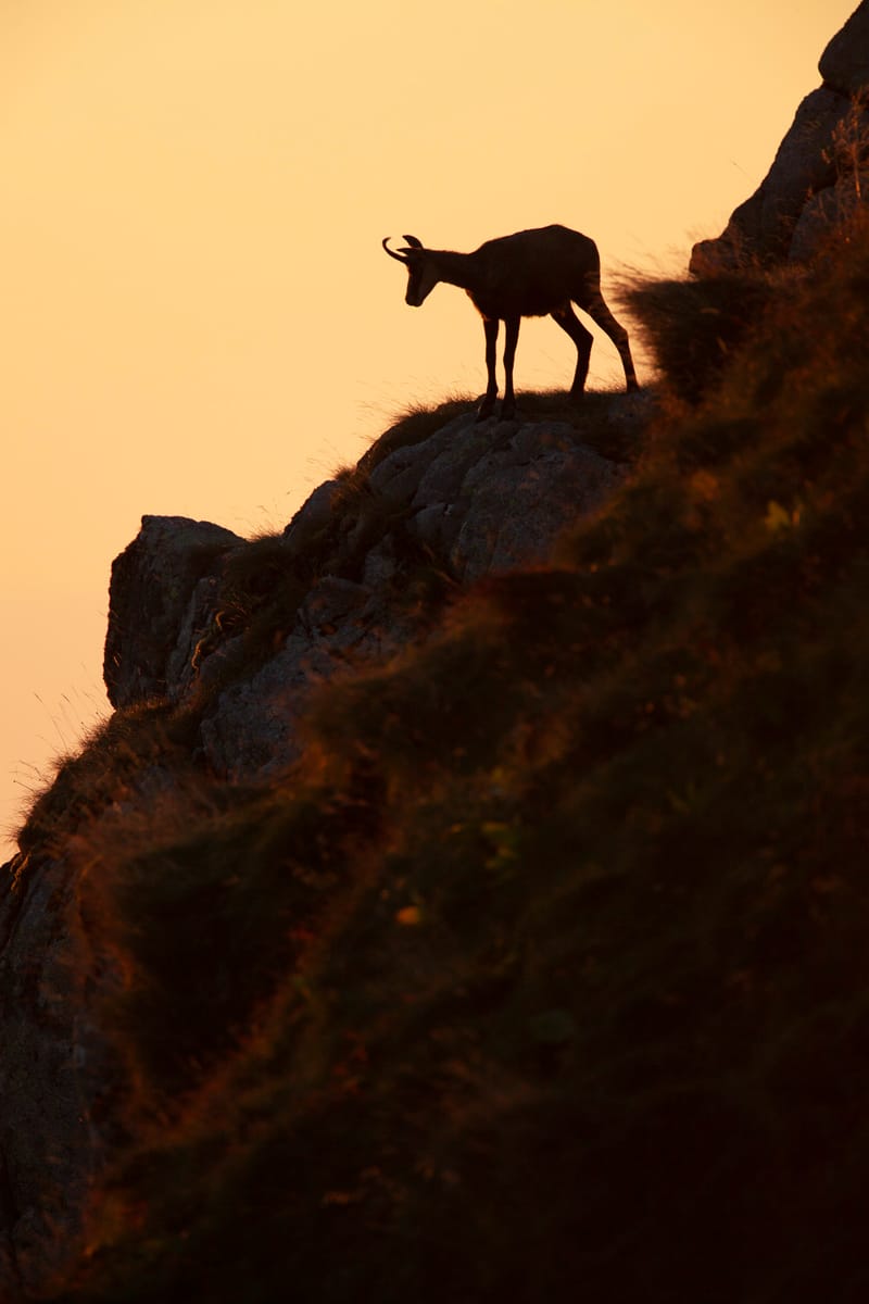 Chamois du Hohneck ou d'ailleurs