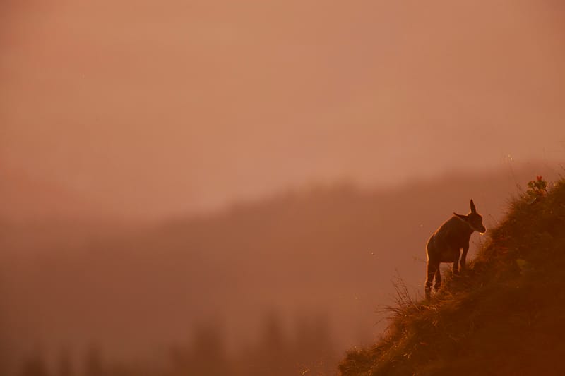 Chamois du Hohneck ou d'ailleurs