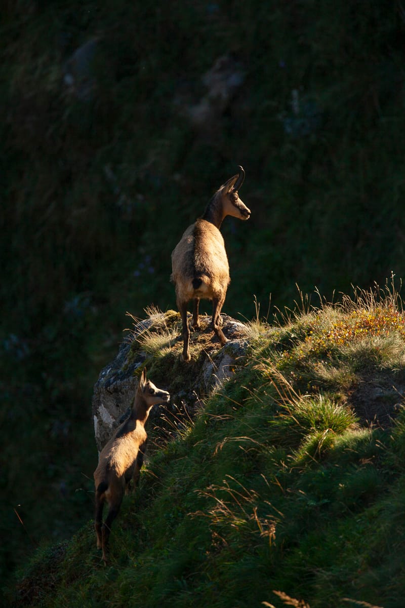 Chamois du Hohneck ou d'ailleurs
