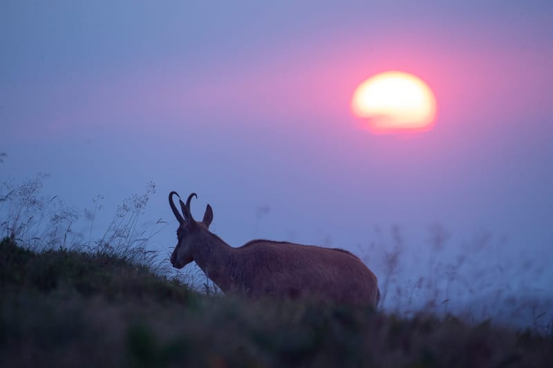 Chamois du Hohneck ou d'ailleurs