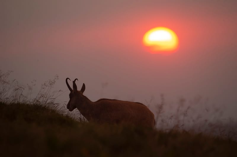 Chamois du Hohneck ou d'ailleurs