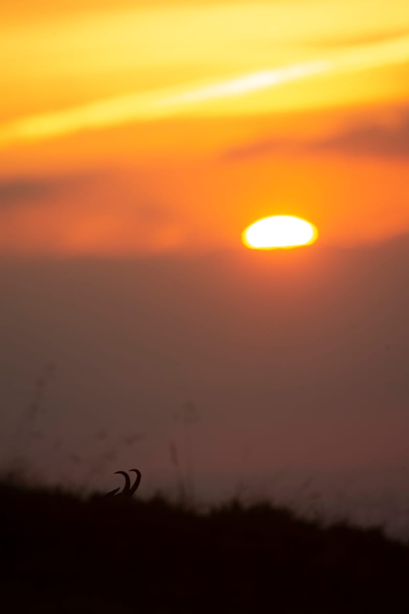 Chamois du Hohneck ou d'ailleurs