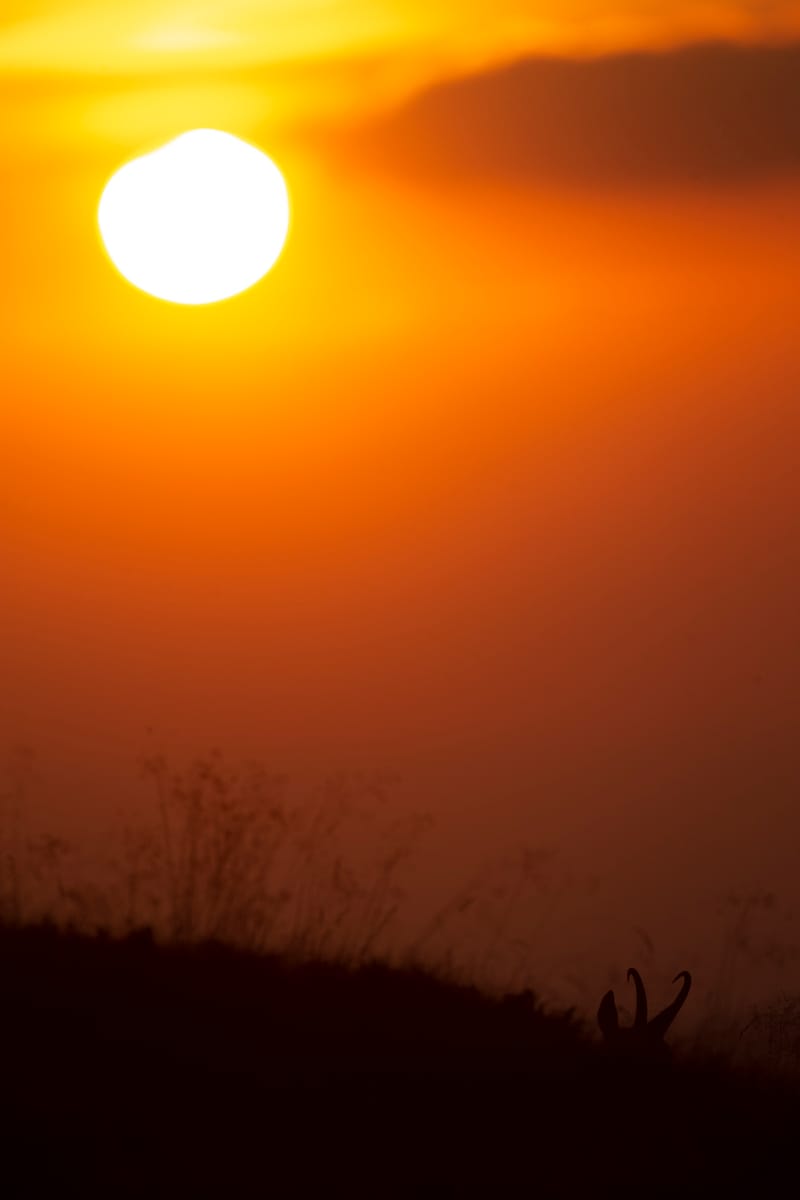 Chamois du Hohneck ou d'ailleurs