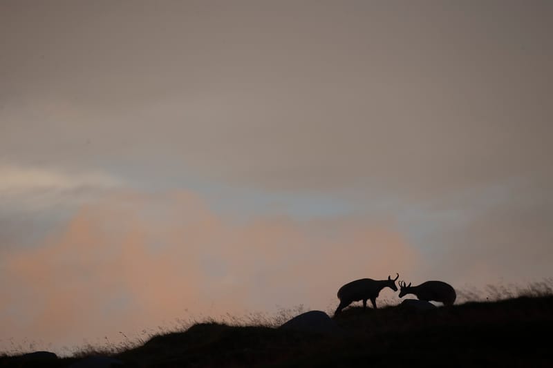 Chamois du Hohneck ou d'ailleurs