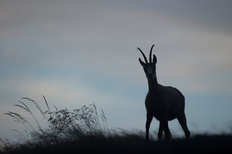 Chamois du Hohneck ou d'ailleurs