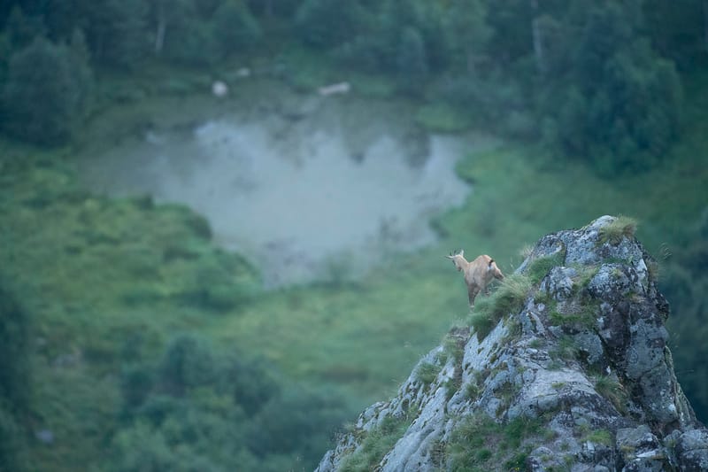 Chamois du Hohneck ou d'ailleurs