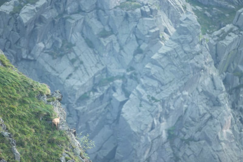 Chamois du Hohneck ou d'ailleurs