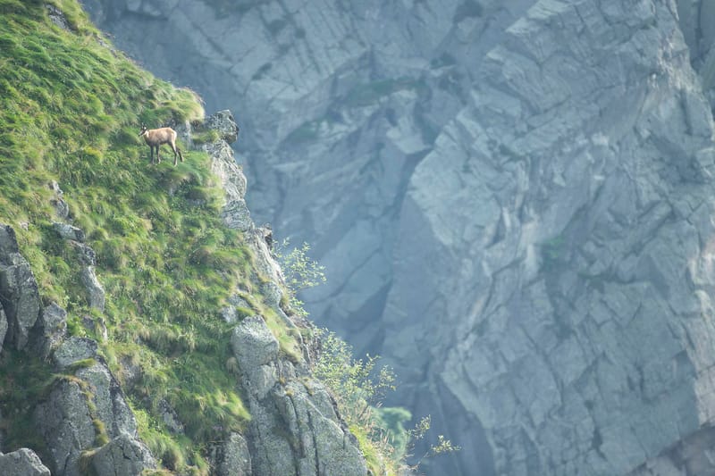 Chamois du Hohneck ou d'ailleurs