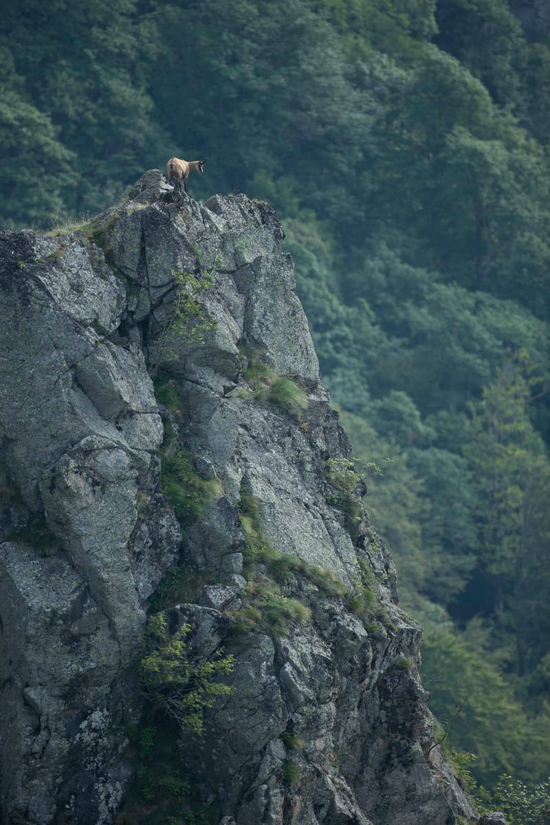 Chamois du Hohneck ou d'ailleurs
