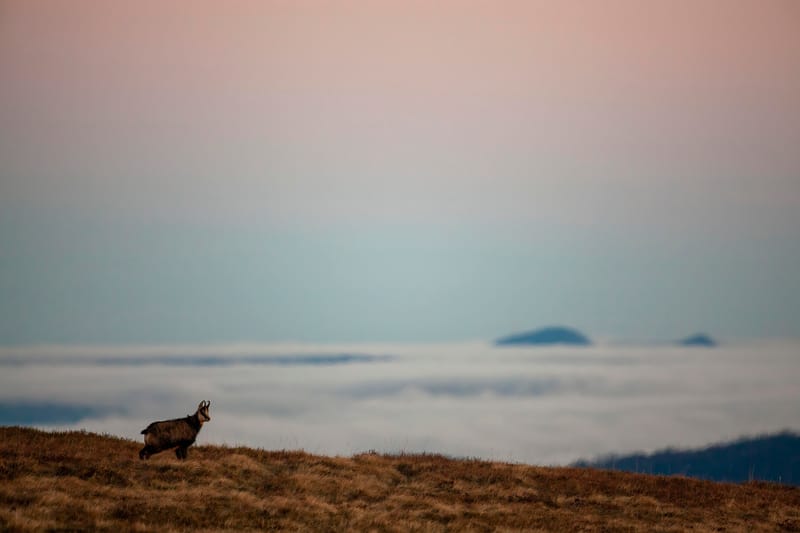 Chamois du Hohneck ou d'ailleurs