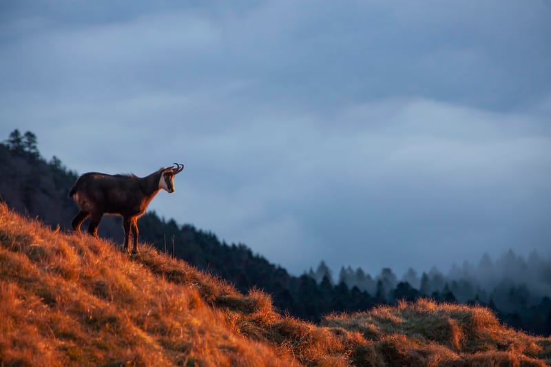 Chamois du Hohneck ou d'ailleurs