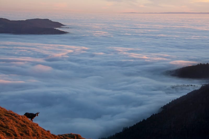 Chamois du Hohneck ou d'ailleurs
