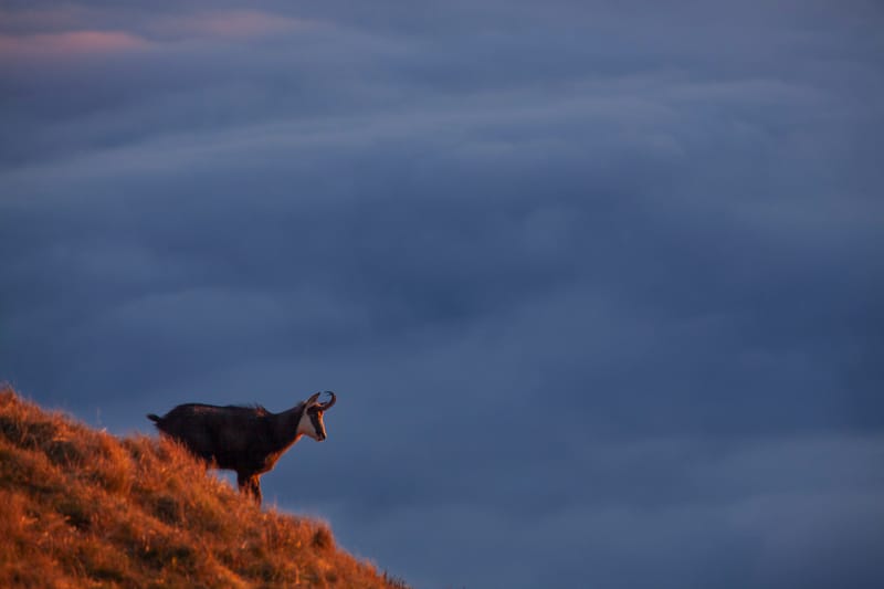 Chamois du Hohneck ou d'ailleurs