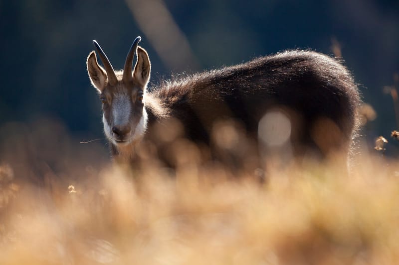Chamois du Hohneck ou d'ailleurs