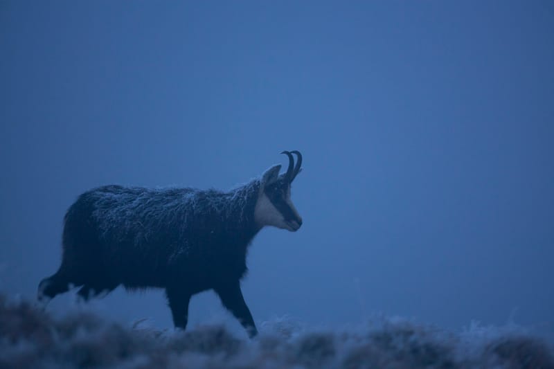 Chamois du Hohneck ou d'ailleurs