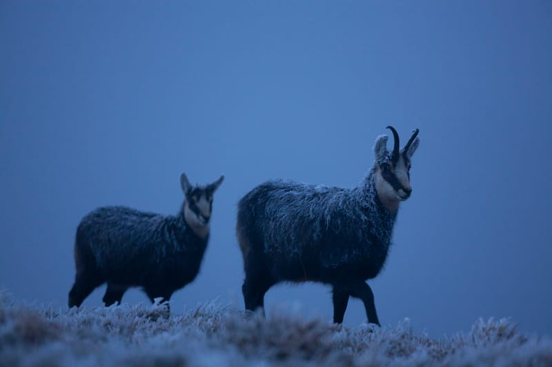 Chamois du Hohneck ou d'ailleurs