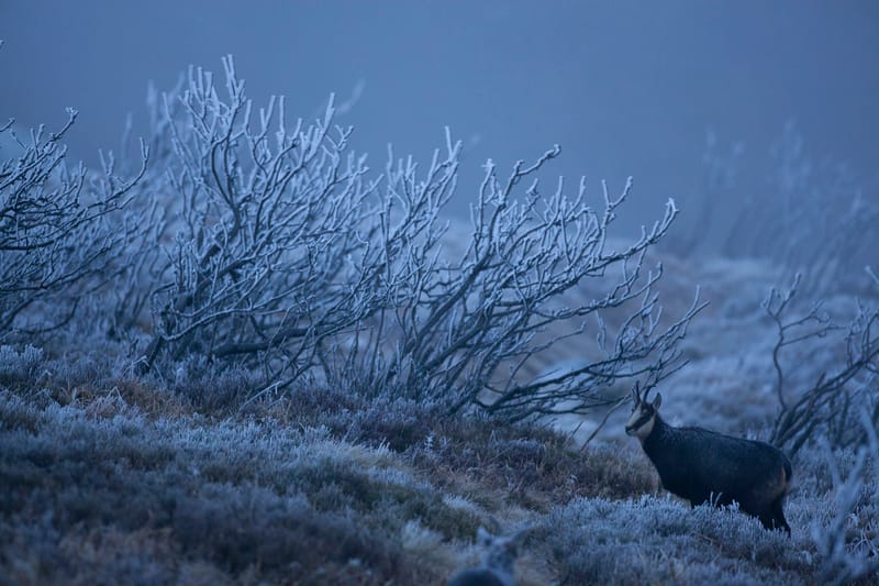 Chamois du Hohneck ou d'ailleurs
