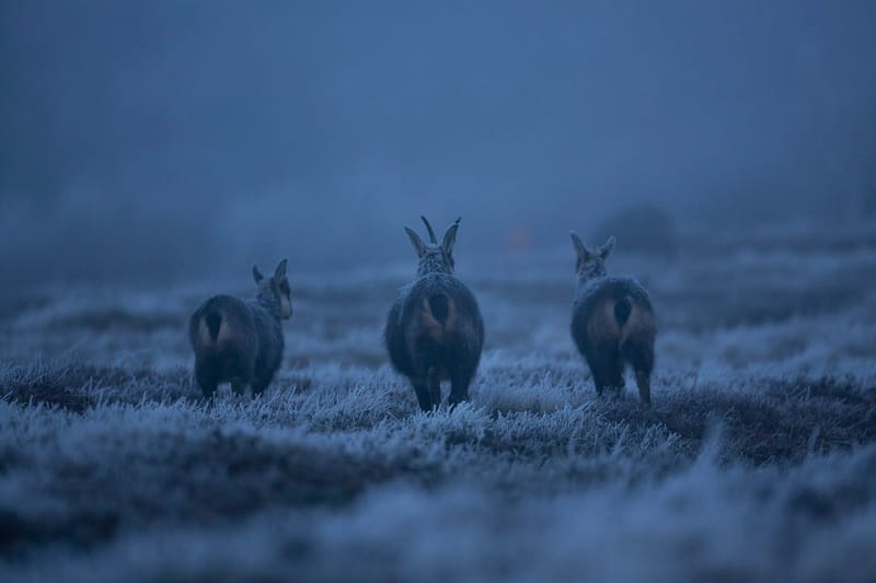 Chamois du Hohneck ou d'ailleurs