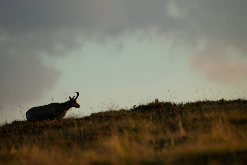 Chamois du Hohneck ou d'ailleurs