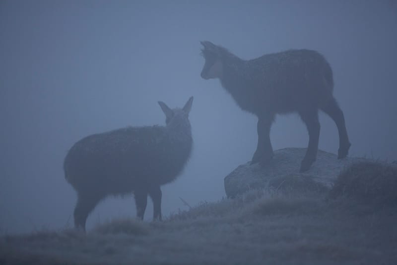 Chamois du Hohneck ou d'ailleurs