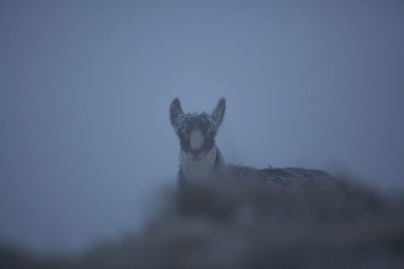Chamois du Hohneck ou d'ailleurs