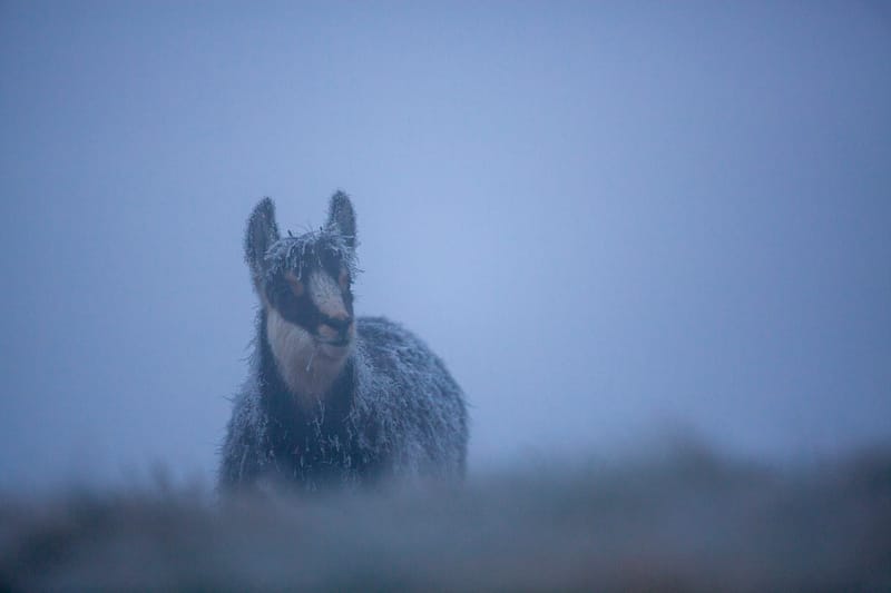 Chamois du Hohneck ou d'ailleurs
