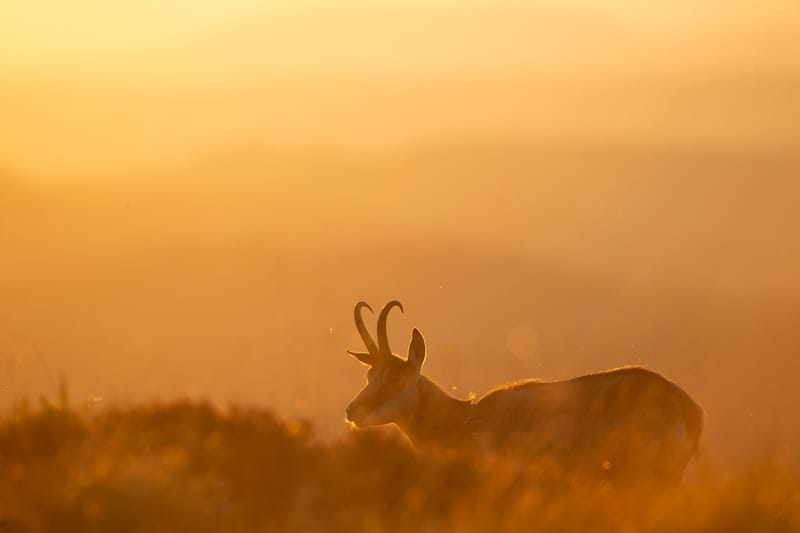 Chamois du Hohneck ou d'ailleurs