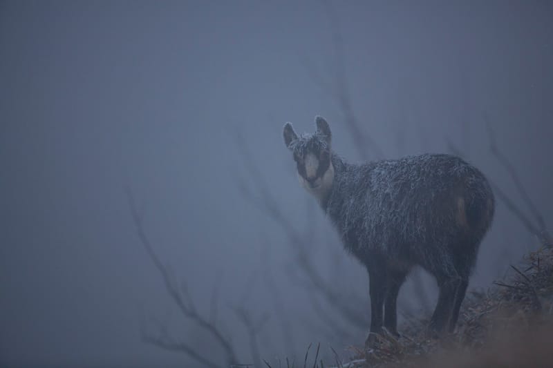Chamois du Hohneck ou d'ailleurs