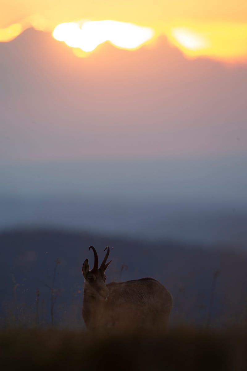 Chamois du Hohneck ou d'ailleurs